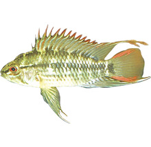 Apistogramma-Art Zierfisch