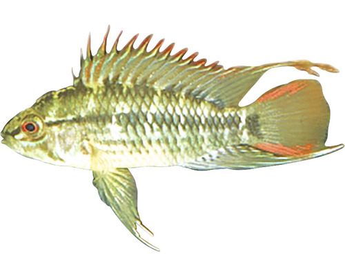 Apistogramma-Art Zierfisch