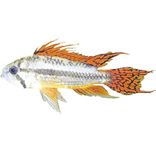 Apistogramma-Art Zierfisch