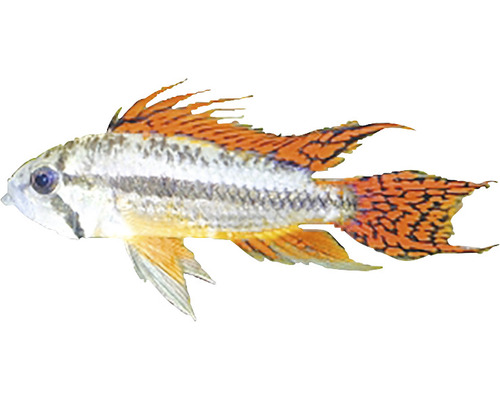 Apistogramma-Art Zierfisch