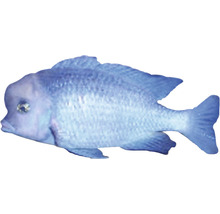 Blauer Buntbarsch