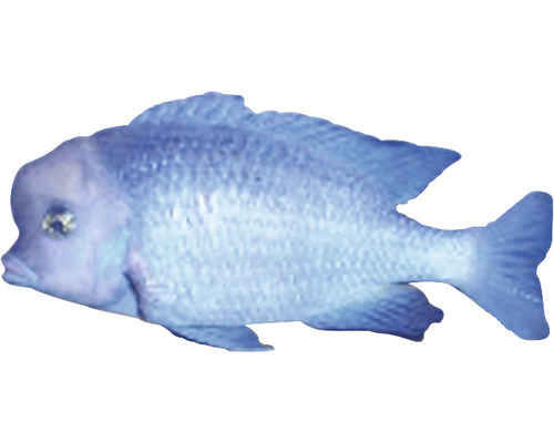 Blauer Buntbarsch