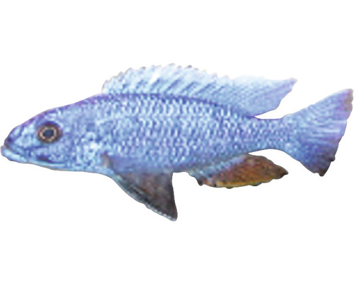 Blauer Malawi-Cichlide für Aquarien
