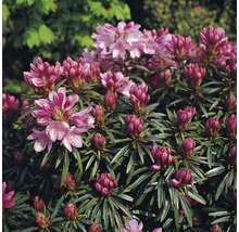 Rhododendronbusch mit Blüten