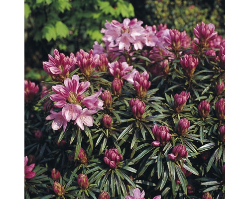 Wild-Rhododendron FloraSelf Rhododendron ponticum 'Graziella' H 30-40 cm Co 6 L Rhododendronbusch mit Blüten