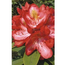 Nahaufnahme einer roten Rhododendronblüte