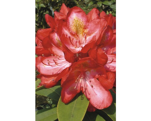 Großblumige Alpenrose FloraSelf Rhododendron Hybride 'Junifeuer' H 30-40 cm Co 6 L Nahaufnahme einer roten Rhododendronblüte