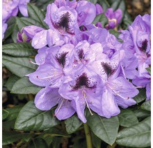 Nahaufnahme einer lila Rhododendronblüte mit dunkler Zeichnung