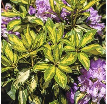 Nahaufnahme einer Rhododendronpflanze mit Blättern und lila Blüten.