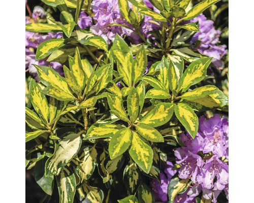 Großblumige Alpenrose FloraSelf Rhododendron Hybride 'Blattgold' H 30-40 cm Co 6 L Nahaufnahme einer Rhododendronpflanze mit Blättern und lila Blüten.
