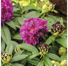 Nahaufnahme einer Rhododendron Pflanze mit Blüten und Knospen