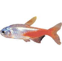 Glühlichtsalmler für Aquarien