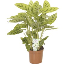 Calathea Zimmerpflanze im Topf