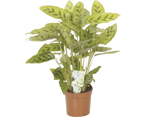 Calathea Zimmerpflanze im Topf
