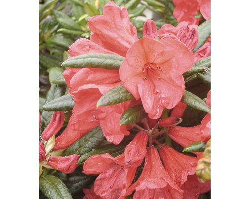 Großblumige Alpenrose FloraSelf Rhododendron Hybride 'Elizabeth' H 30-40 cm Co 6 L Nahaufnahme einer Rhododendronblüte