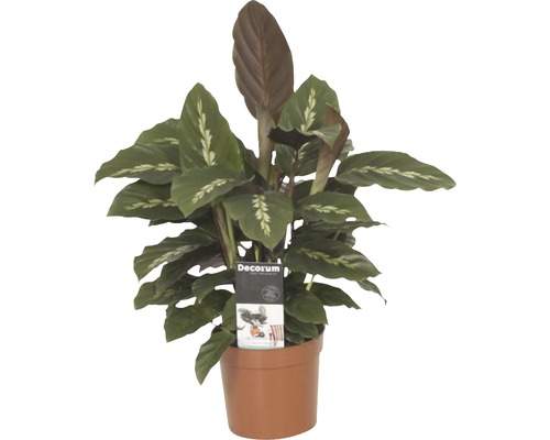 Korbmaranthe FloraSelf Calathea-Cultivars 'Mauiqueen' H 35-45 cm Ø 12 cm Topf Gebetspflanze im Topf