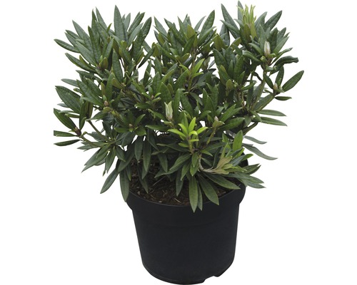 Großblumige Alpenrose FloraSelf Rhododendron Hybride 'Blewbury' H 30-40 cm Co 6 L Im Topf wachsender Rhododendron