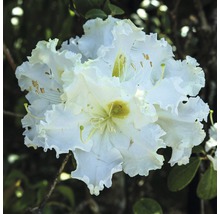 Nahaufnahme einer weißen Rhododendronblüte