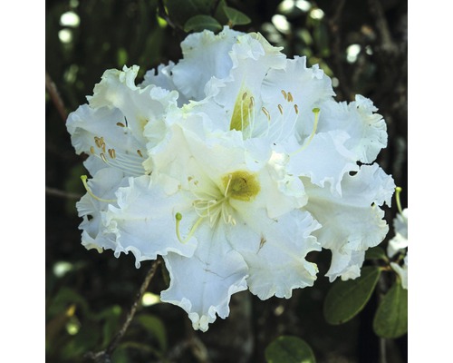 Großblumige Alpenrose FloraSelf Rhododendron Hybride 'Madame Masson' H 30-40 cm Co 6 L Nahaufnahme einer weißen Rhododendronblüte