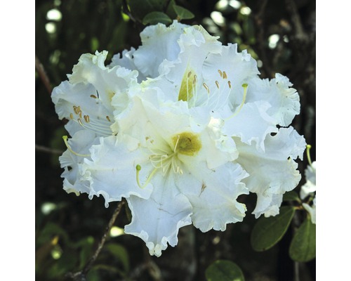 Großblumige Alpenrose FloraSelf Rhododendron Hybride 'Madame Masson' H 30-40 cm Co 6 L