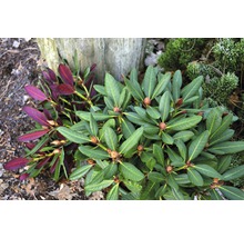 Nahaufnahme eines Rhododendronbusches mit grünen und violetten Blättern