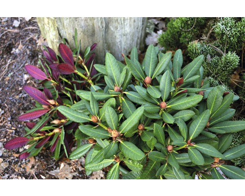 Großblumige Alpenrose FloraSelf Rhododendron Hybride 'Wine and Roses' ® H 30-40 cm Co 6 L Großblumige Alpenrose FloraSelf Rhododendron Hybride 'Wine and Roses' ® H 30-40 cm Co 6 L