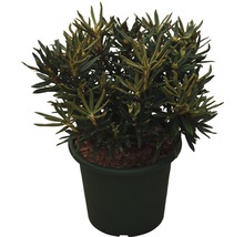 Rhododendron im Topf