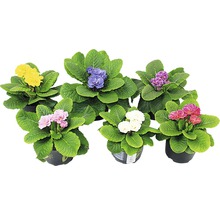 Verschiedenfarbige Topfprimeln mit grünen Blättern in Töpfen