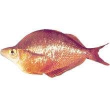 Roter von Rio
