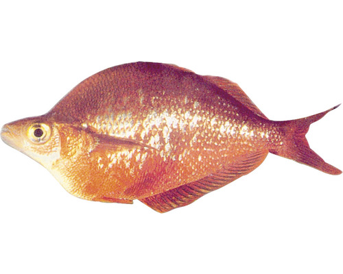 Roter von Rio