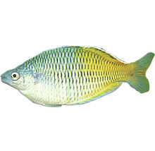 Regenbogenfisch für Aquarien