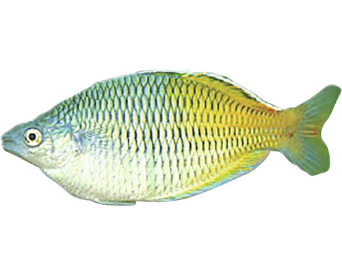 Regenbogenfisch für Aquarien
