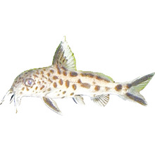 Synodontis Katzenwels mit Punktmuster