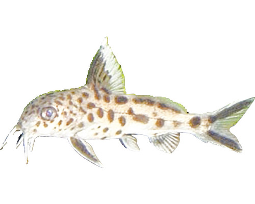 Synodontis Katzenwels mit Punktmuster
