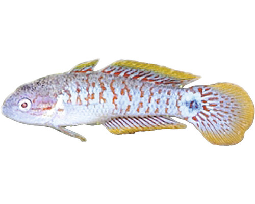 Bild eines Zwergkärpflings, einem Süßwasserfisch für Aquarien