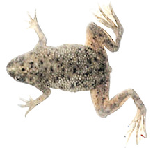 Frosch mit gesprenkeltem Muster