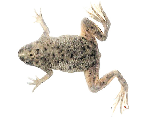 Frosch mit gesprenkeltem Muster