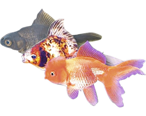 Drei verschiedene Goldfische