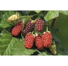 Brombeeren am Strauch mit Blättern