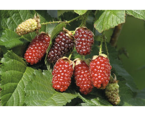 Taybeere Kreuzung Himbeere x Brombeere Rubus fruticosus x idaeus