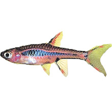 Moskitobärbling für Aquarien