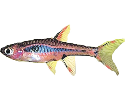 Moskitobärbling für Aquarien