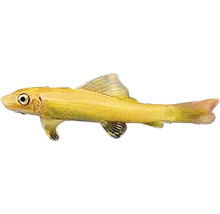 Goldelritze für Aquarien