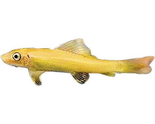 Goldelritze für Aquarien