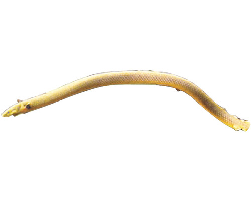 Dornauge, Süßwasserfisch für Aquarien