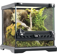Terrarium mit Pflanzen und Moos