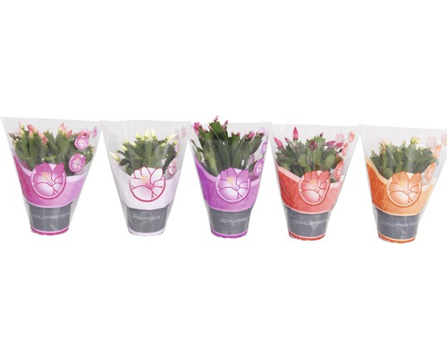 Fünf verpackte Weihnachtskakteen in Töpfen