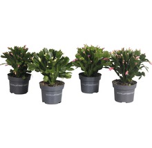 Vier Topfpflanzen Weihnachtskakteen mit grünen Blättern und Blütenknospen in Töpfen der Marke Schlumbergera