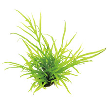 Aquarienpflanze mit verzweigten Blättern