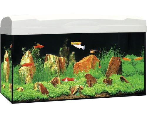 Aquarium Marina Complete 54 inkl. LED-Beleuchtung 10 W, Filter, Heizer, weiß Aquarium mit Fischen, Pflanzen und Steinen
